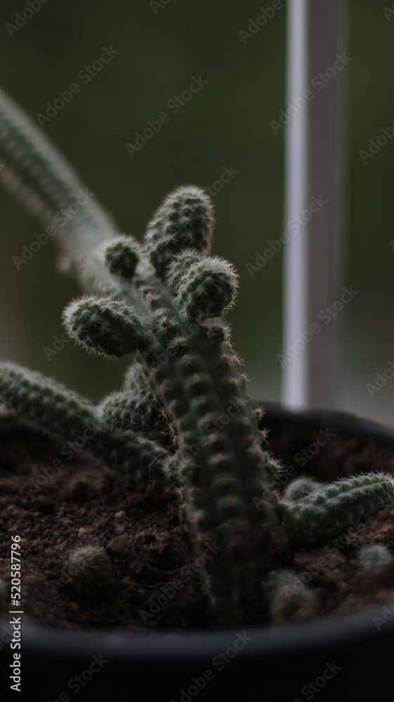 Naklejka premium caterpillar on a leaf