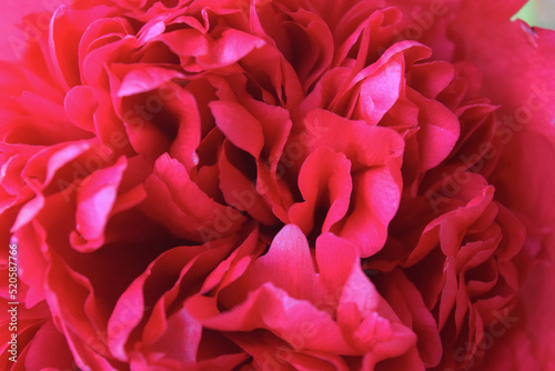 Close-up of double peony in springtime, full blossom, with red petals