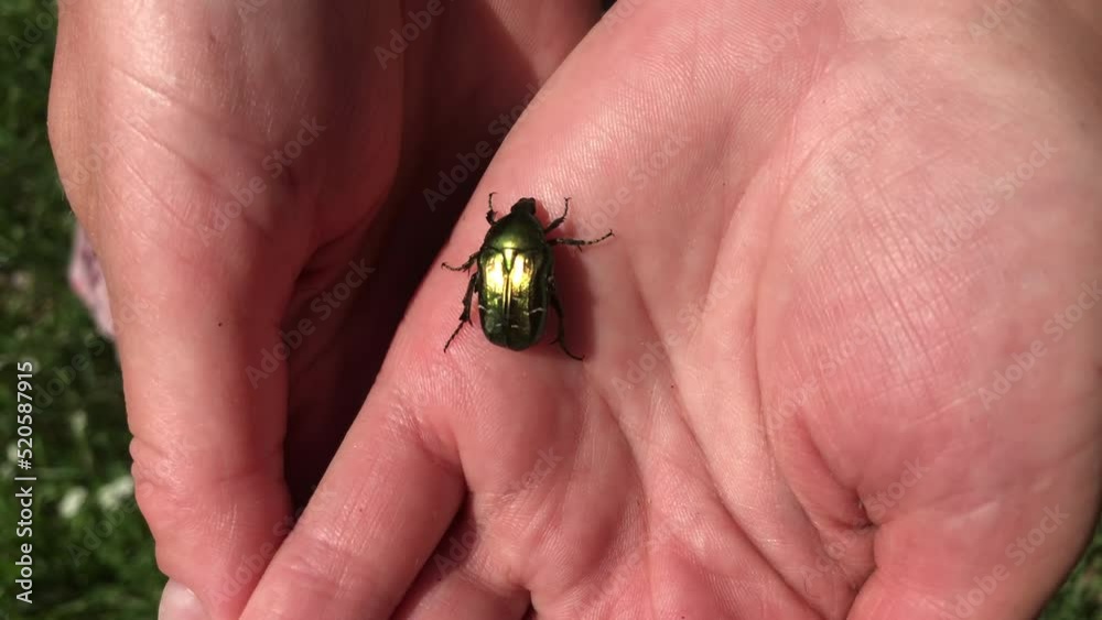 Beetle Golden Bronze creeps on a woman's palm. Bronzovka beetle ordinary. Close-up. Beetle Golden Bronze creeps on a woman's palm. Bronzovka beetle ordinary. Close-up.