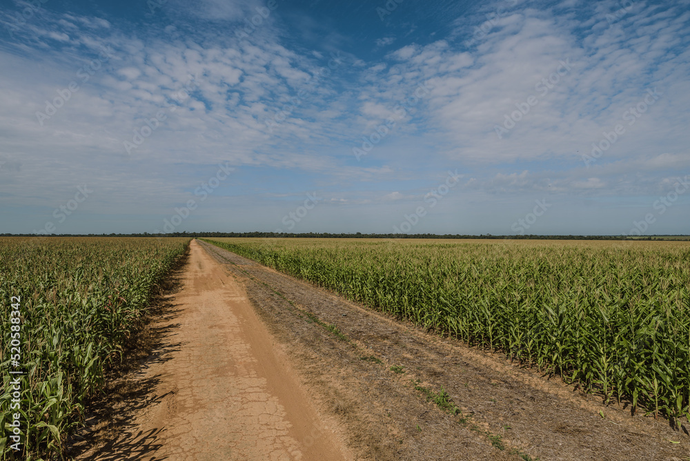 road in the corn field