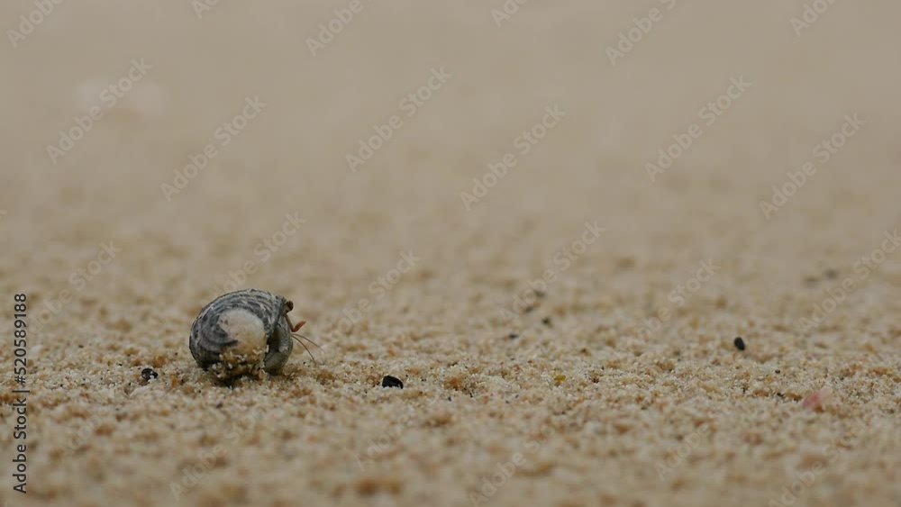 Close up of A little hermit crab comes out of the shell crawling on the sandy beach when it's started to drizzle, Phuket Island Thailand Close up of A little hermit crab comes out of the shell crawling on the sandy beach when it's started to drizzle, Phuket Island Thailand