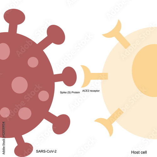 The specific binding between spike (S) protein (RBD region) of SARS-CoV-2 and ACE2 receptor of host cell