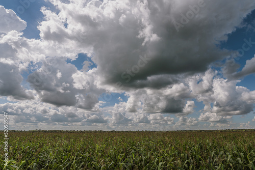 field of corn and cloudy sky
