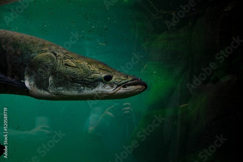 Closeup shot of an arapaima fishes head in an aquarium photo