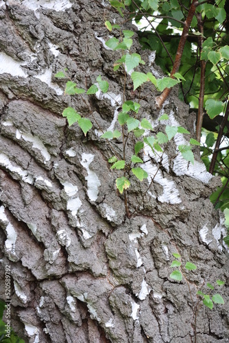 Ausschnitt von einer Birke im Wald mit Efeu, Strukturfoto photo
