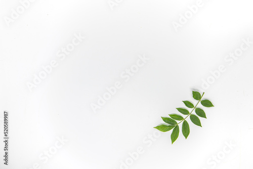 green leaves on a white background