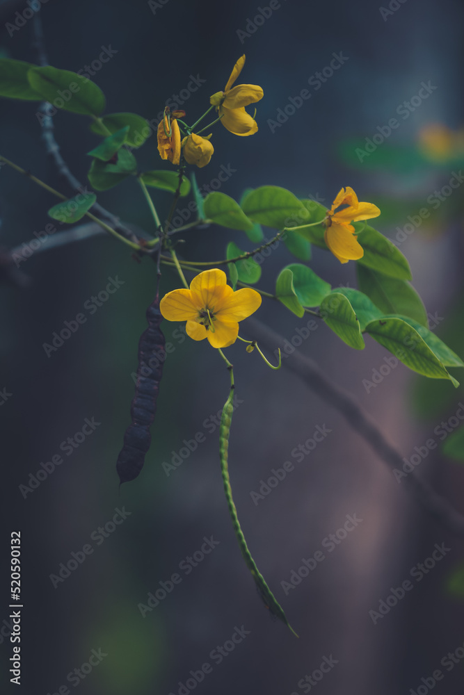 Senna Alexandrina is also known under the names Egyptian senna