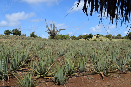 Foto Aloe Vera plantation in Curacao with palapa