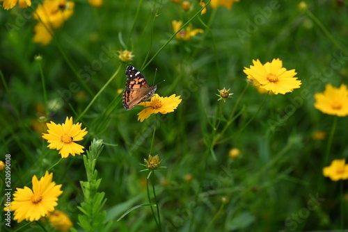 Pretty yellow flowers and butterflies in the Broken Bow nature trails.  © Leslie