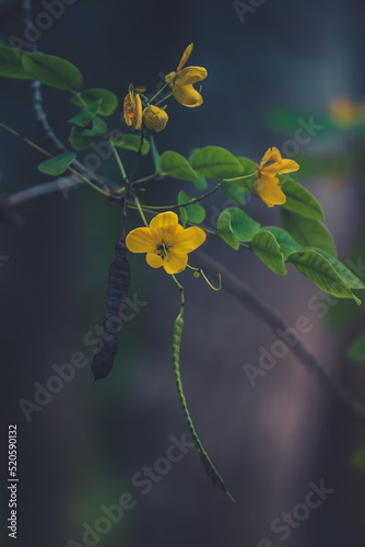 Senna Alexandrina is also known under the names Egyptian senna, Tinnevelly senna, East Indian senna or the French séné de la palthe. photo