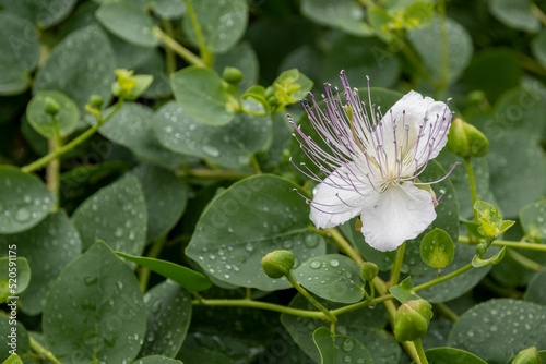 Close-up shot of Capparis spinosa, the caper bush, also called Flinders rose, a perennial plant. photo