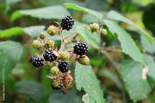 Detailaufnahme von Brombeeren und Blättern