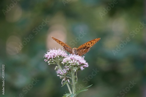 Silver-washed fritillary (Argynnis paphia) perched on the flower