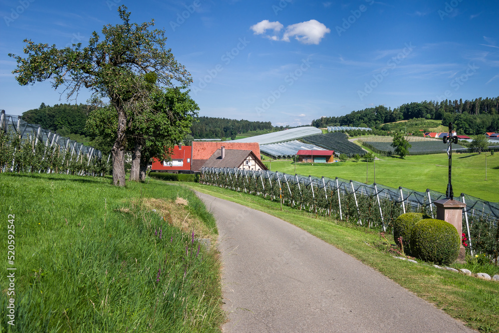 Obstanbaugebiet bei Kressbronn Bodensee Sommer