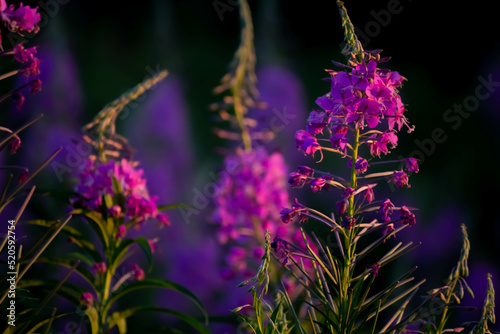 Pink flowers of ivan-tea boil in the sunset rays of the sun close-up. Chamaenerion angustifolium