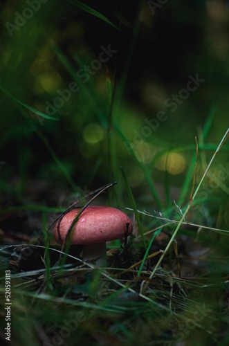 Red russula mashroom in green grass in forest sunny day