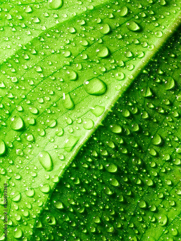 Green leaf texture with raindrops Green leaf texture with raindrops