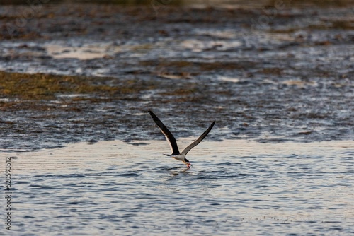 Breathtaking view of a Black Skimmer hunting for food during sunrise