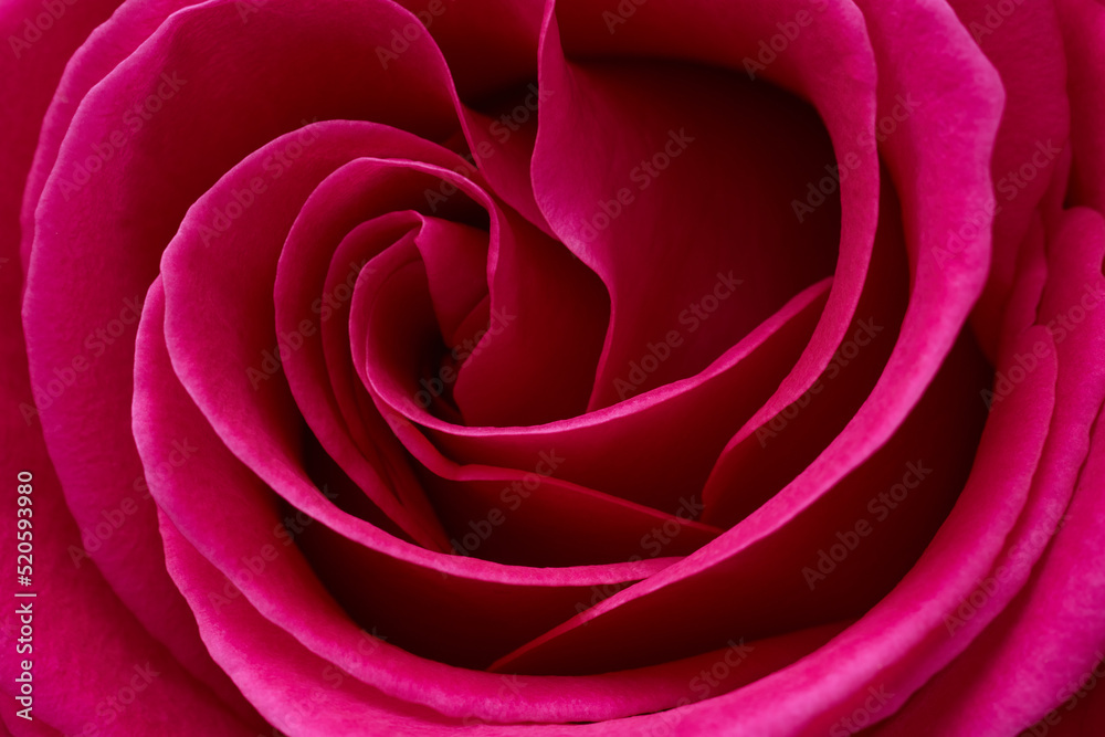 Red rose flower head close up macro background Red rose flower head close up macro background