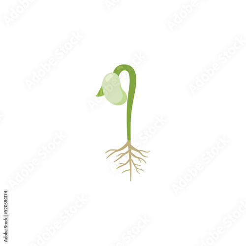 Kidney bean with sprout and roots, flat vector illustration isolated on white background.