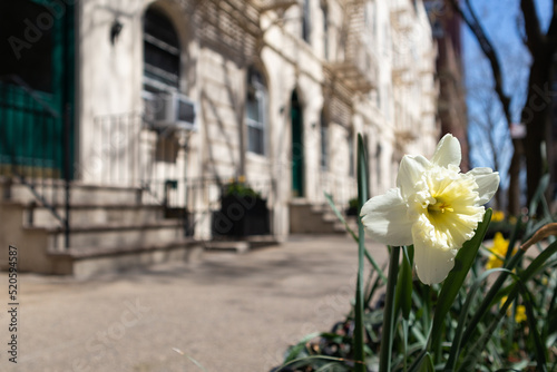White Spring Flowers along a Residential Sidewalk on the Upper East Side of New York City