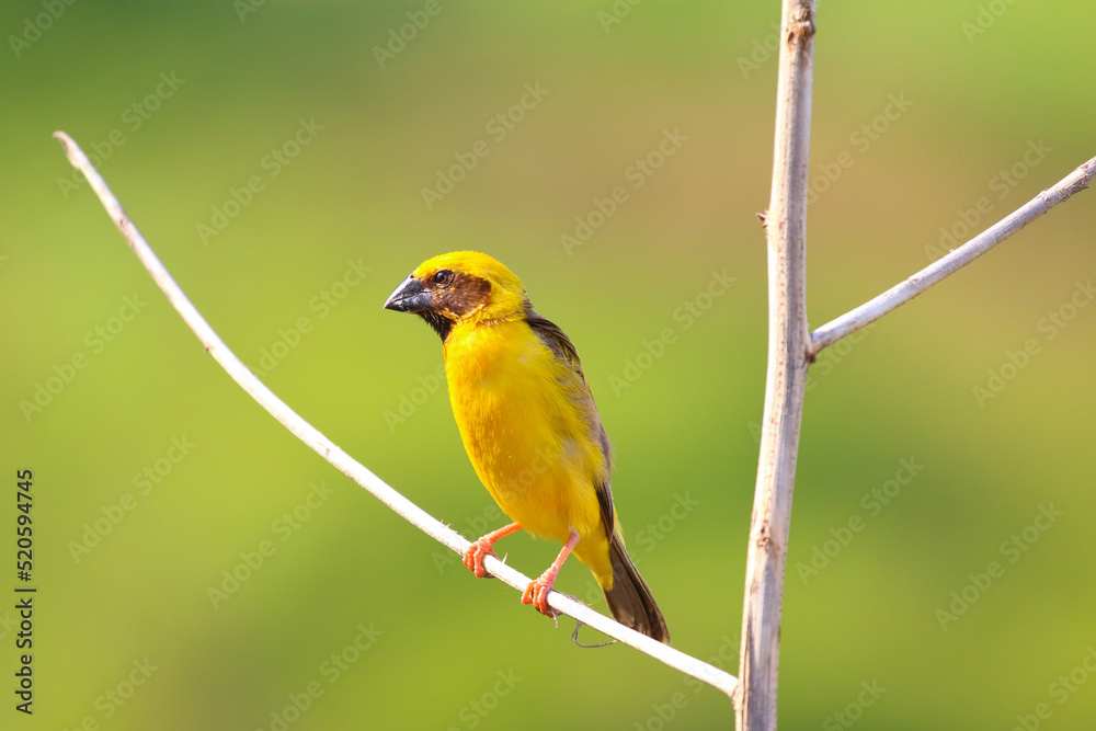 Fototapeta premium Beautiful Asian golden weaver perched on a branch.