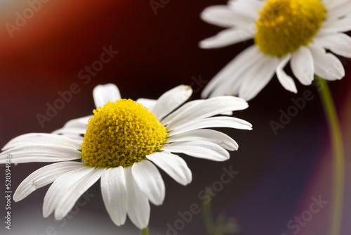 Chamomile on a sunny day  close up. Macro photography.