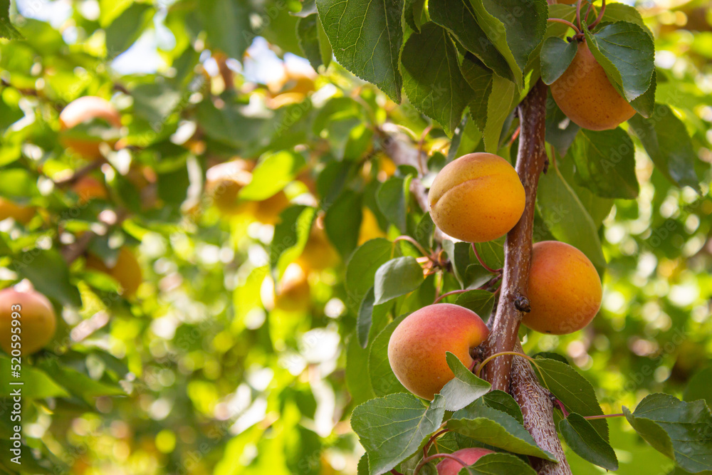 Apricots hanging on tree branches. Agriculture and harvesting concept. Apricots hanging on tree branches. Agriculture and harvesting concept.