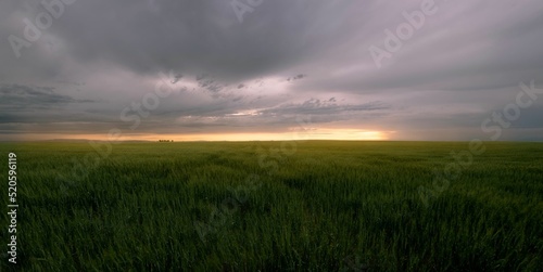 Beautiful landscape view with greenfield against a cloudy sky at sunset