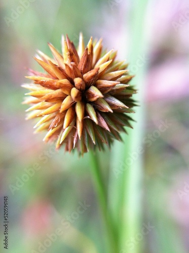 Vertical closeup of a shortleaf spikesedge (Kyllinga brevifolia) plant photo