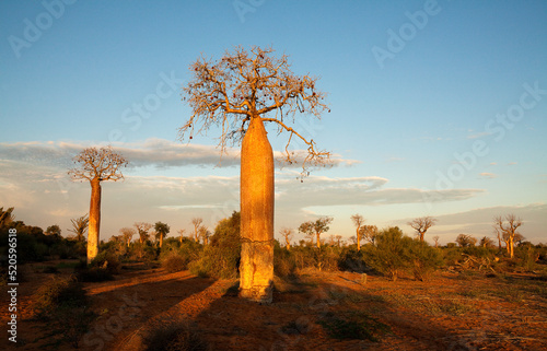 Baobab trees, Reniala Reserve, Ifaty, Madagascar photo