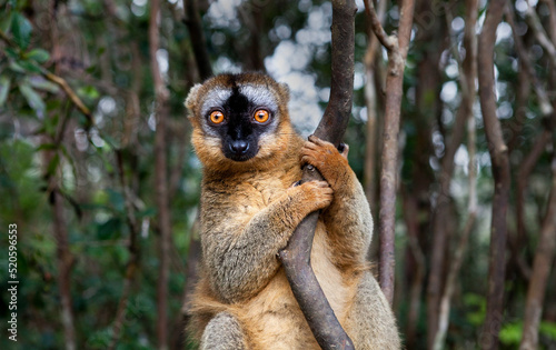 Common brown lemur (Eulemur fulvus) at Lemur Park, Madagascar photo