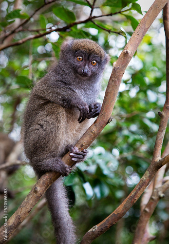 Grey bamboo lemur, Lemur Island, Madagascar photo