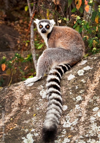 Ring tailed lemur, Isalo National Park, Isalo, Madagascar