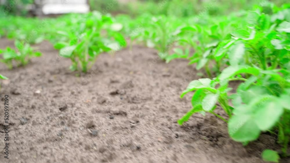 Potato grows in the soil close-up. Rapid camera movement along a bed with a growing crop