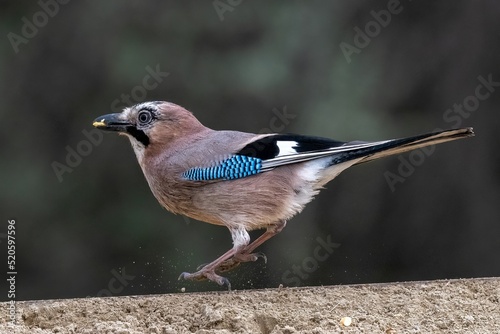 Fotografie, Obraz Close-up view of an Eurasian jay with food in its beak