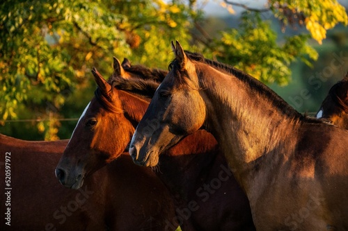 Canvas Print Closeup shot of Criollo horses in a farm during sunset