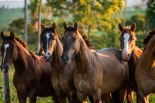 Canvas Print Closeup shot of Criollo horses in a farm during sunset