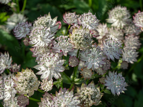 Astrantia major 'Jitse', greater masterwort