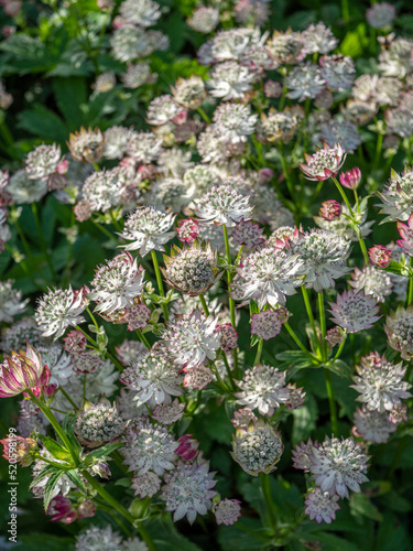 Astrantia major 'Jitse', greater masterwort