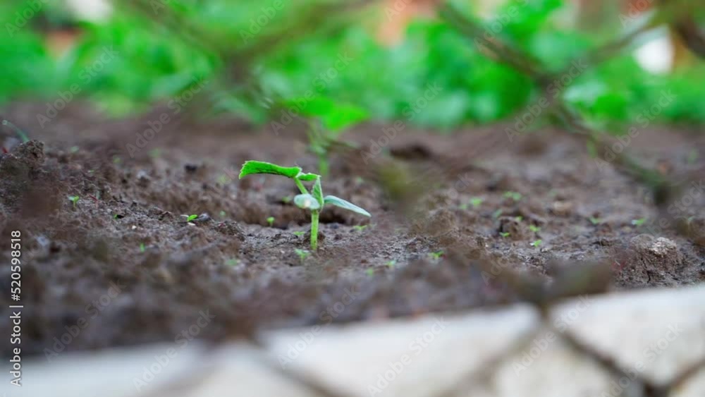 The first sprout of a cucumber from the soil grows in a garden bed, smooth parallax with a blurred background The first sprout of a cucumber from the soil grows in a garden bed, smooth parallax with a blurred background