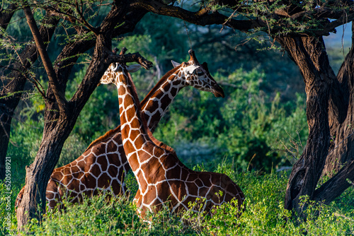 Reticulated giraffe (Giraffa camelopardalis reticulata) (Giraffa reticulata), Buffalo Springs National Reserve, Samburu National Park, Kenya photo