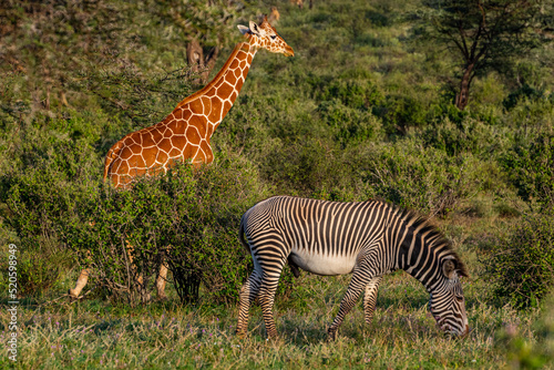 Reticulated giraffe (Giraffa camelopardalis reticulata) (Giraffa reticulata) and Grevy's zebra (Equus grevyi), Buffalo Springs National Reserve, Samburu National Park, Kenya photo