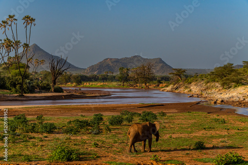 African elephant on the Ewaso Ng'iro river flowing between Buffalo Springs National Reserve and Samburu National Park, Kenya photo