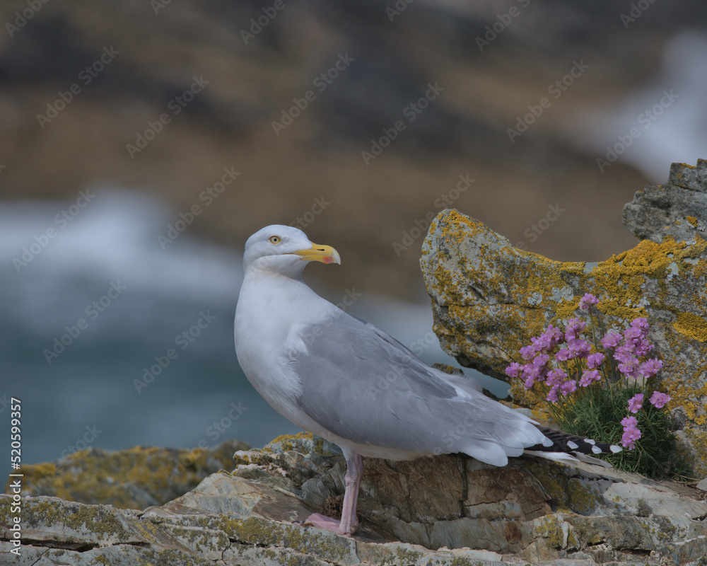 European herring gull perched on rocks with pink flowers. European herring gull perched on rocks with pink flowers.