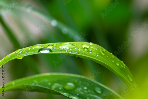 Close up of grass strain with raindrops. Copy space. Green background.