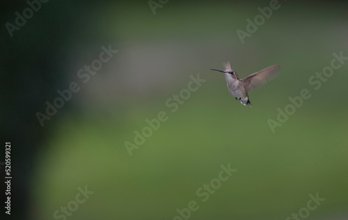 Hummingbird