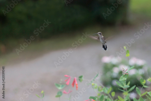 Hummingbird