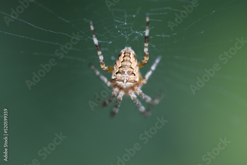 Canvas Print Closeup of a spider on a web outdoors