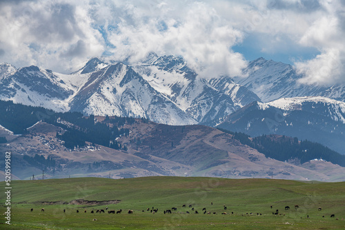 Cow herd in front of the Kolsay Lakes National Park, Tian Shan mountains, Kazakhstan photo